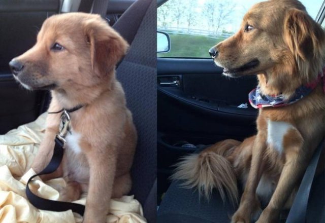 Cute Pets (21 pics)