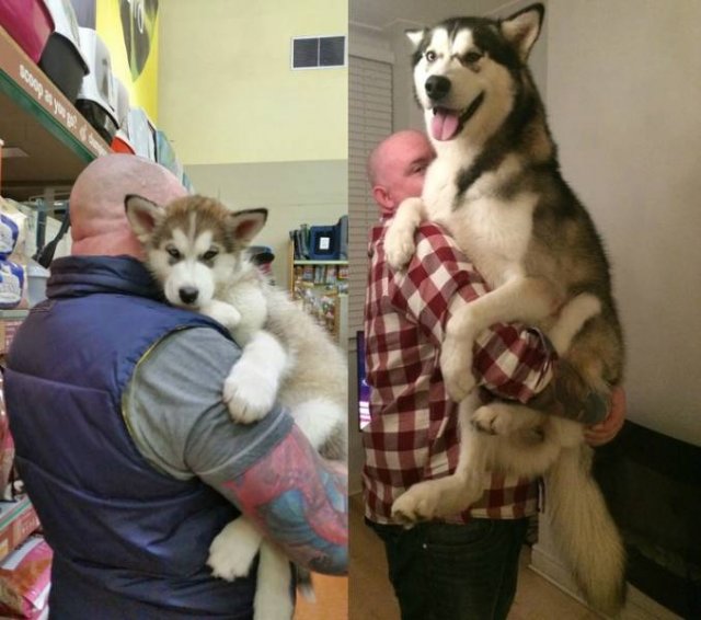 Cute Pets (21 pics)