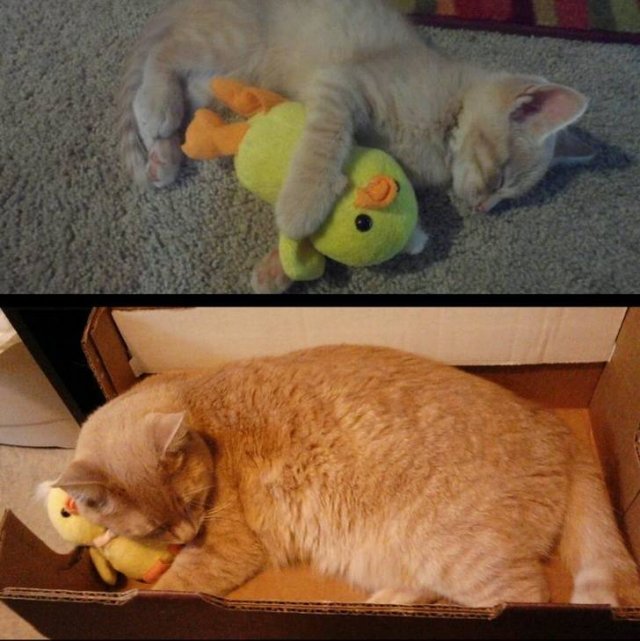 Cute Pets (21 pics)