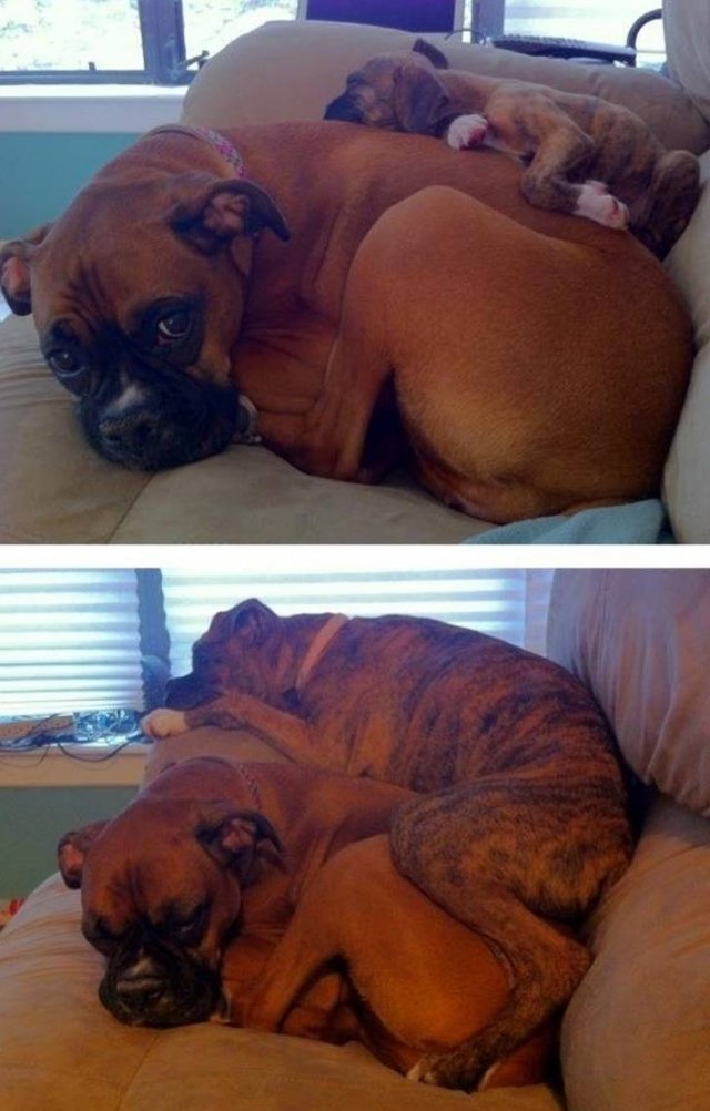 Cute Pets (21 pics)