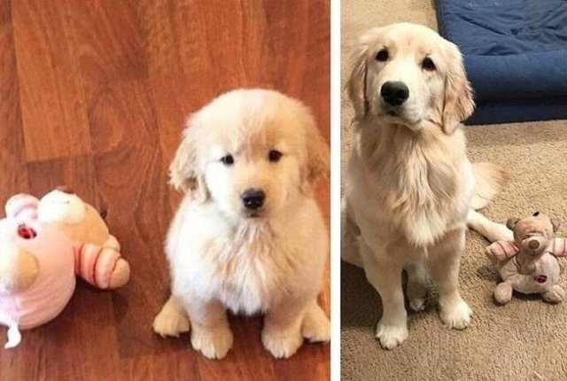Cute Pets (21 pics)