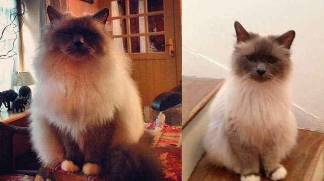 Cute Pets (21 pics)