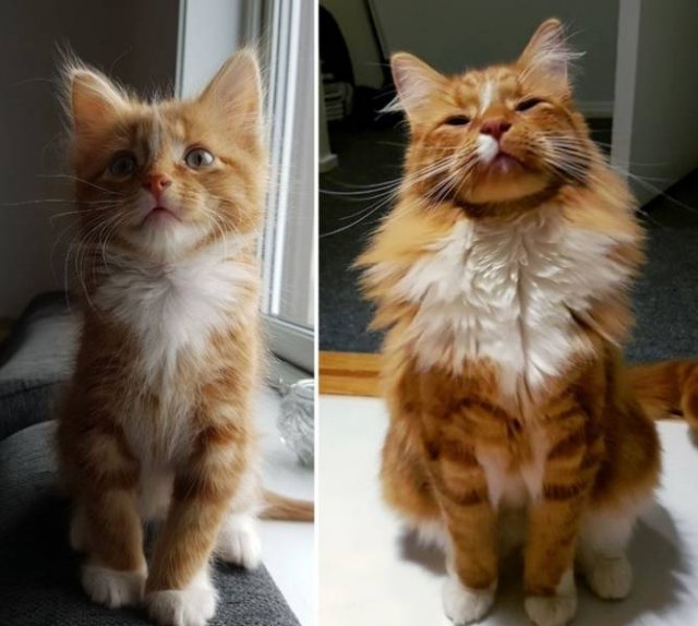 Cute Pets (21 pics)