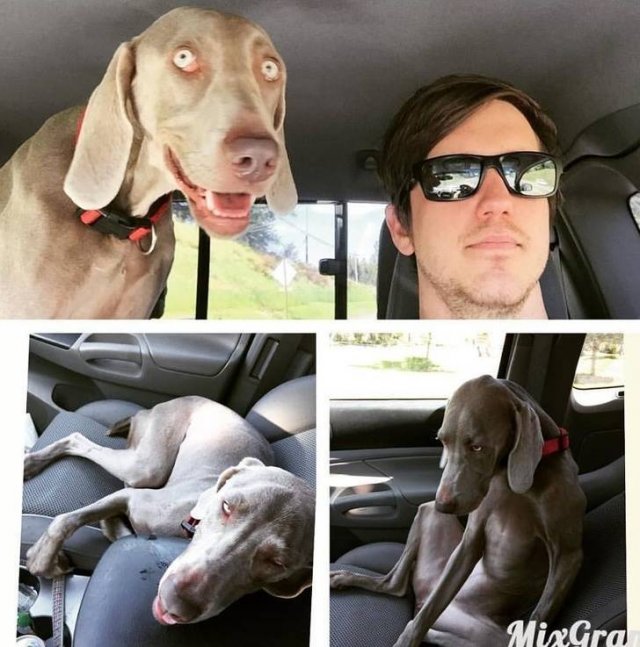 Cute Pets (21 pics)