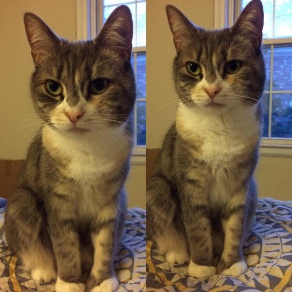 Cute Pets (21 pics)