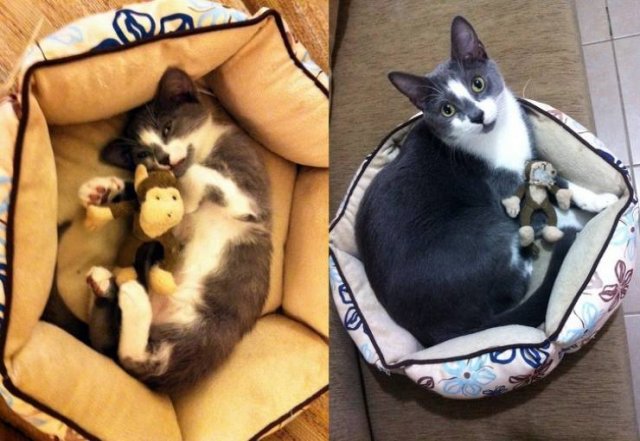 Cute Pets (21 pics)