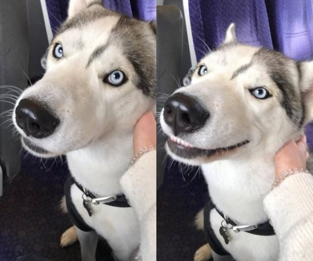 Cute Pets (21 pics)