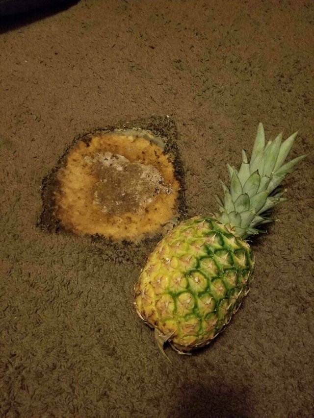 Terrible Roommates (24 pics)