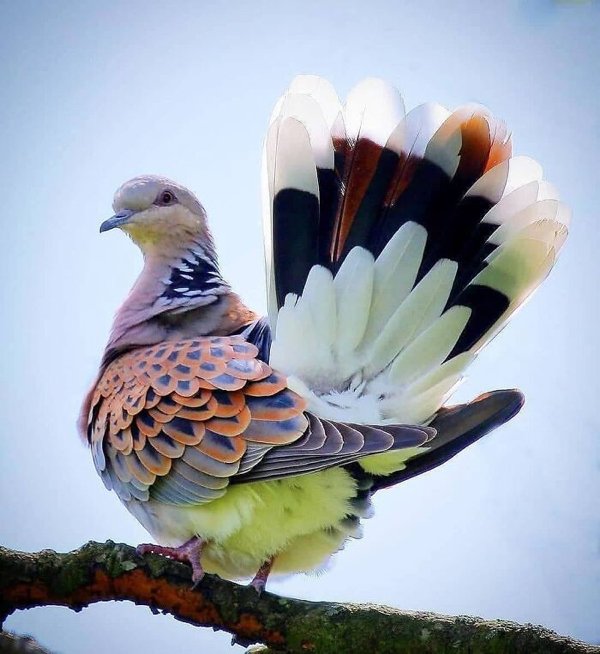 Awesome Nature (34 pics)