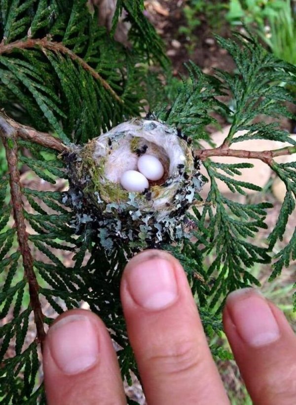 Unusual Finds (16 pics)