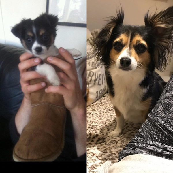 Puppies Grow Fast (13 pics)