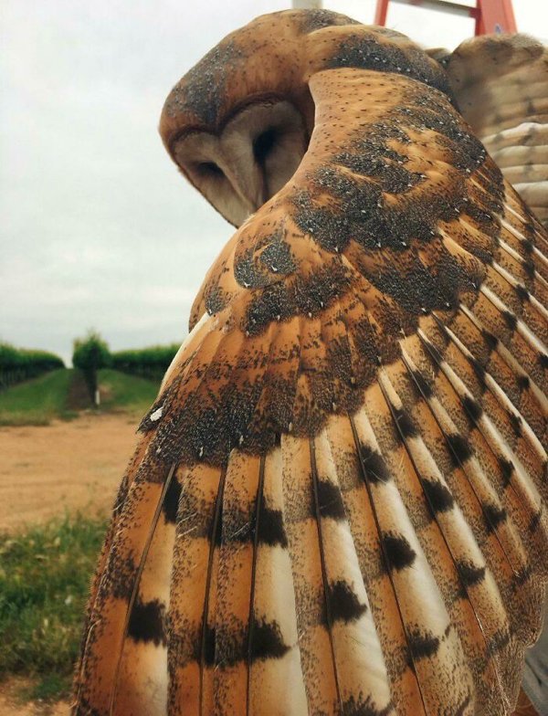 Awesome Nature (34 pics)