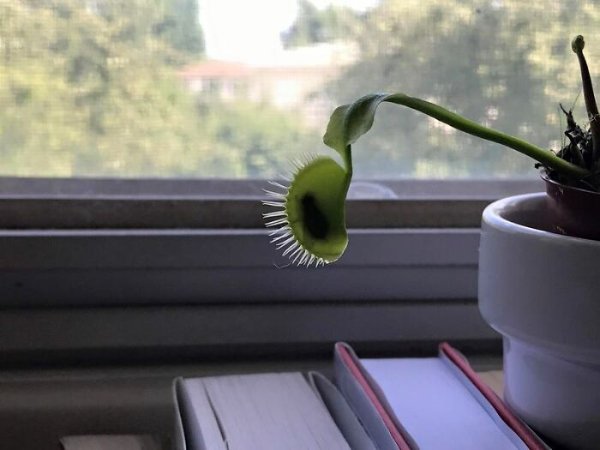 Unusual Finds (16 pics)