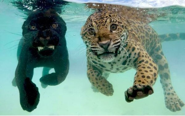 Awesome Nature (34 pics)