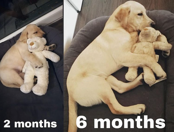 Puppies Grow Fast (13 pics)