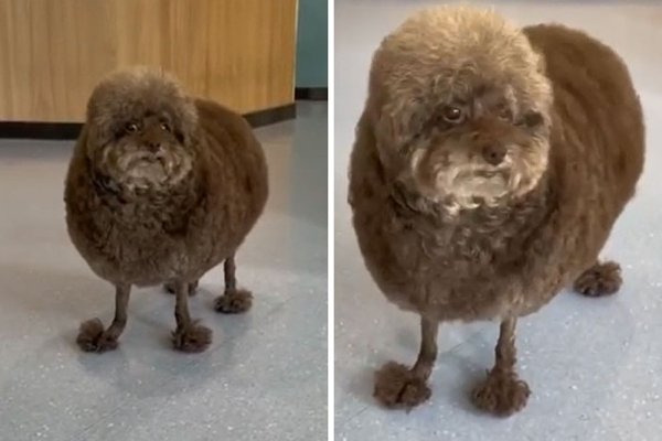 Funny Pet Haircuts (35 pics)