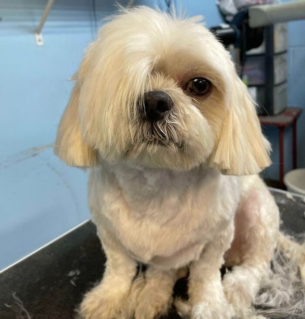 Funny Pet Haircuts (35 pics)