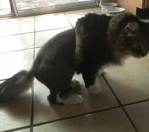 Funny Pet Haircuts (35 pics)