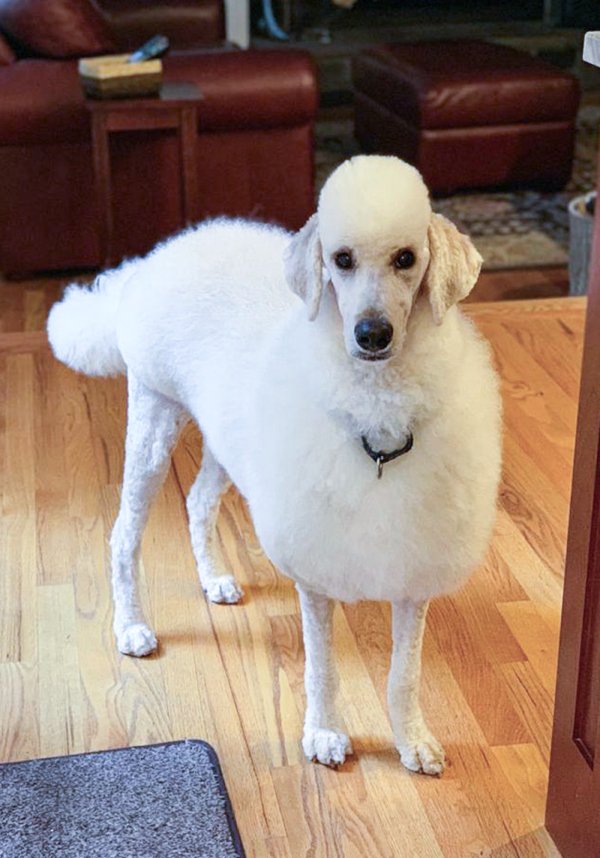Funny Pet Haircuts (35 pics)