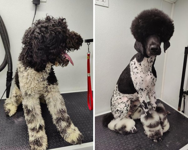 Funny Pet Haircuts (35 pics)