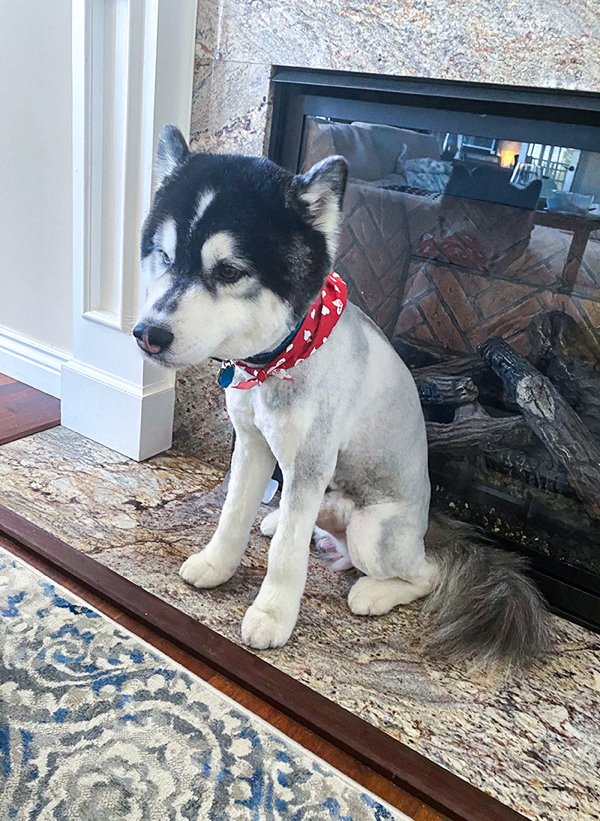 Funny Pet Haircuts (35 pics)