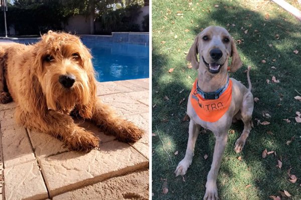Funny Pet Haircuts (35 pics)