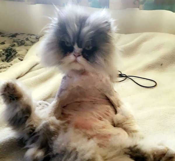 Funny Pet Haircuts (35 pics)