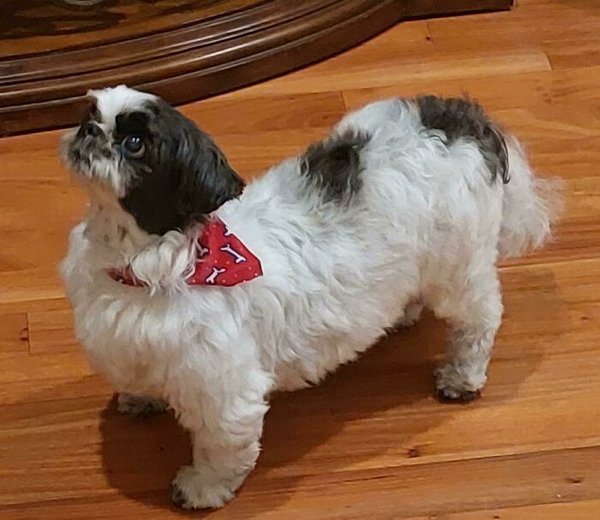 Funny Pet Haircuts (35 pics)