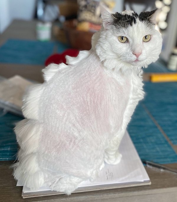 Funny Pet Haircuts (35 pics)