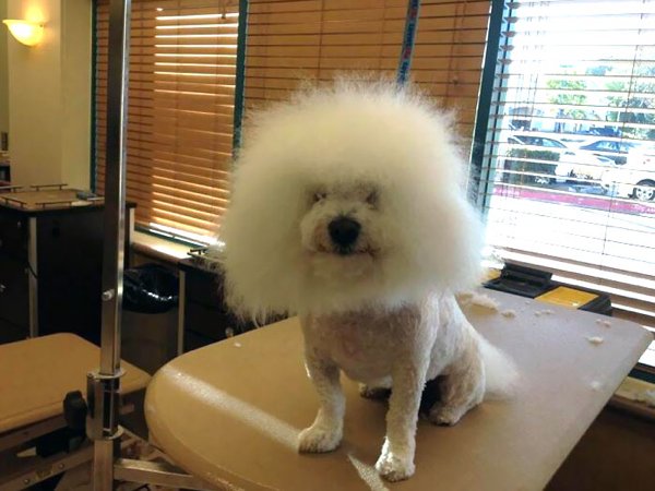 Funny Pet Haircuts (35 pics)