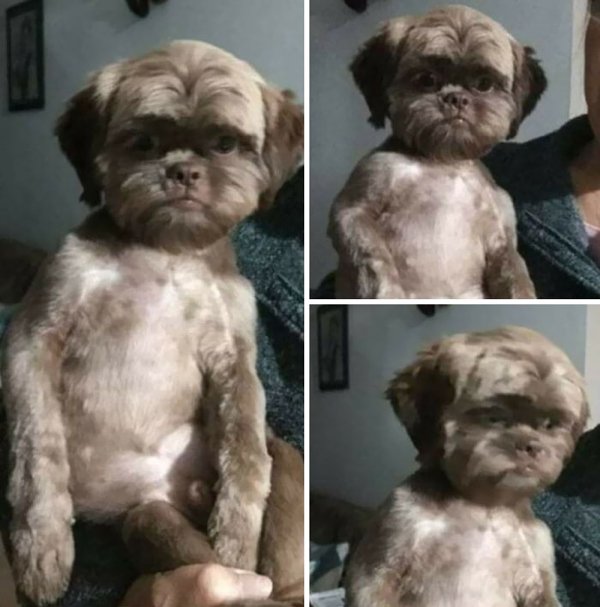 Funny Pet Haircuts (35 pics)