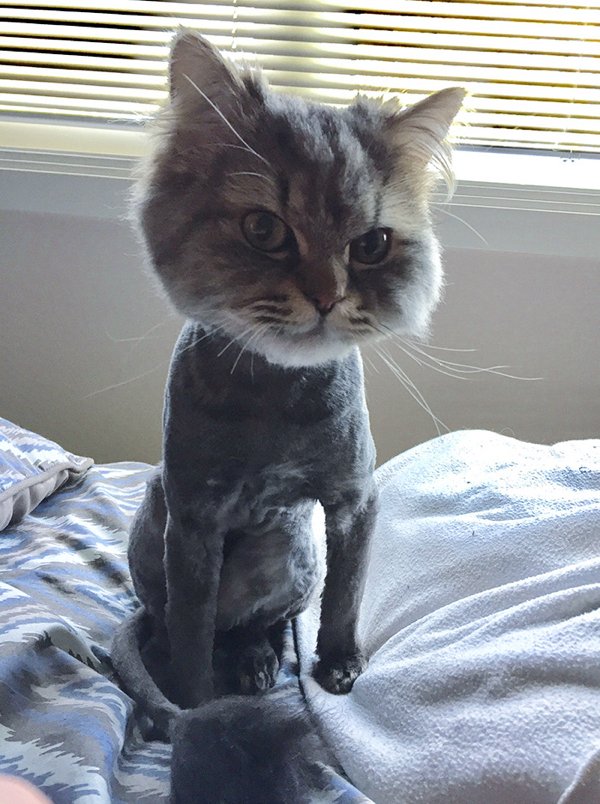 Funny Pet Haircuts (35 pics)