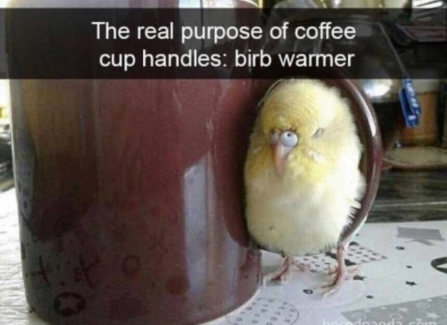 Funny Animals (61 pics)