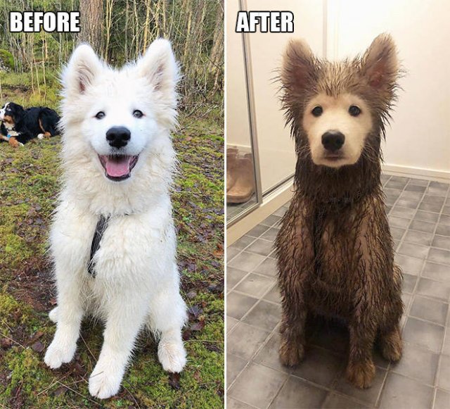 Dogs Play In The Mud (23 pics)
