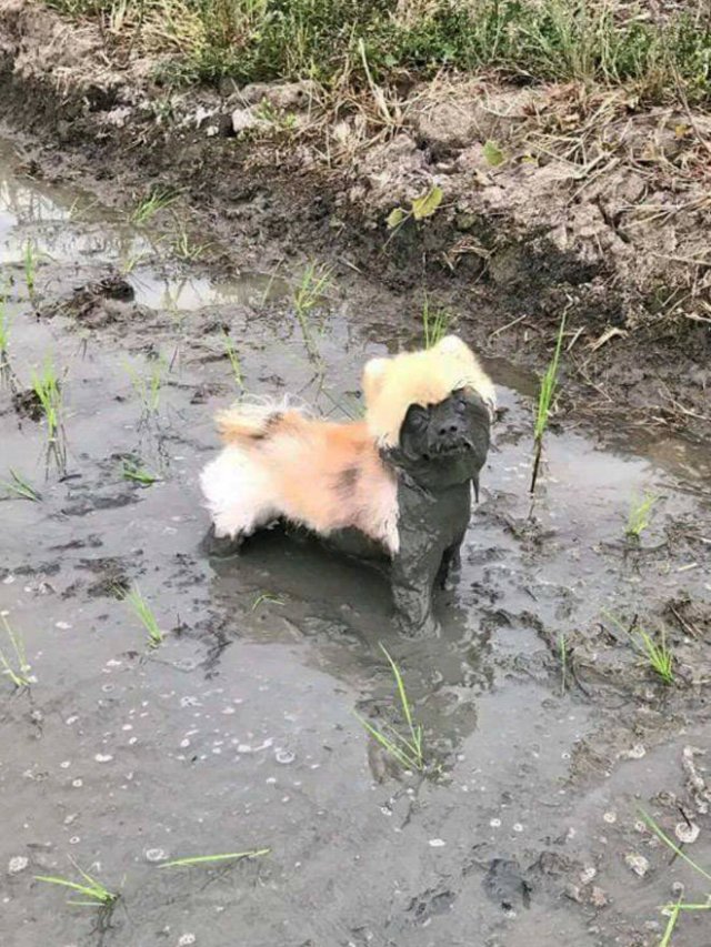 Dogs Play In The Mud (23 pics)