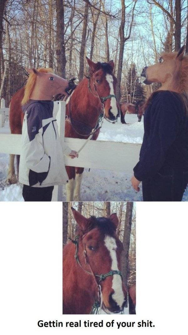 Funny Animals (61 pics)