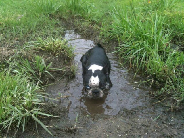 Dogs Play In The Mud (23 pics)