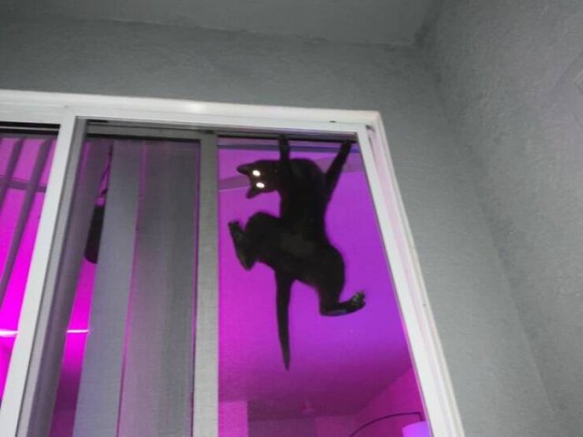 Owners Share Their Pets In Panic Mode (25 pics)