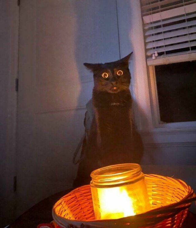 Owners Share Their Pets In Panic Mode (25 pics)