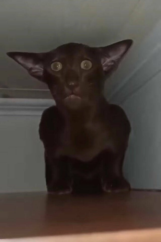 Owners Share Their Pets In Panic Mode (25 pics)