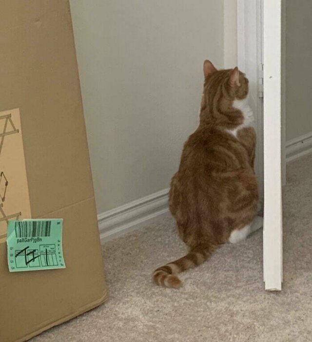 Owners Share Their Pets In Panic Mode (25 pics)