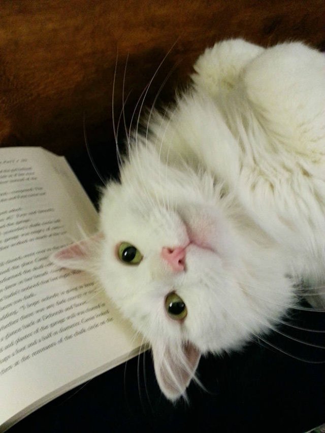 They Don't Care About Personal Space (22 pics)