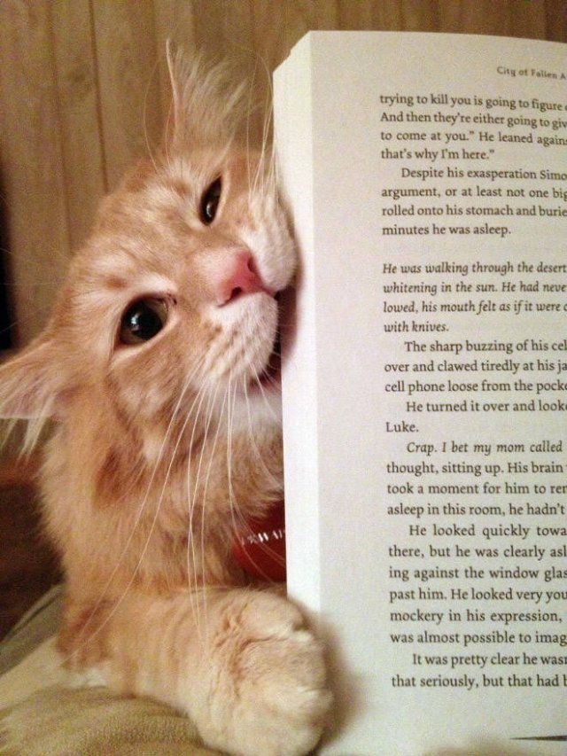 They Don't Care About Personal Space (22 pics)
