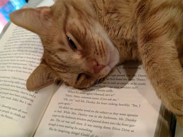 They Don't Care About Personal Space (22 pics)
