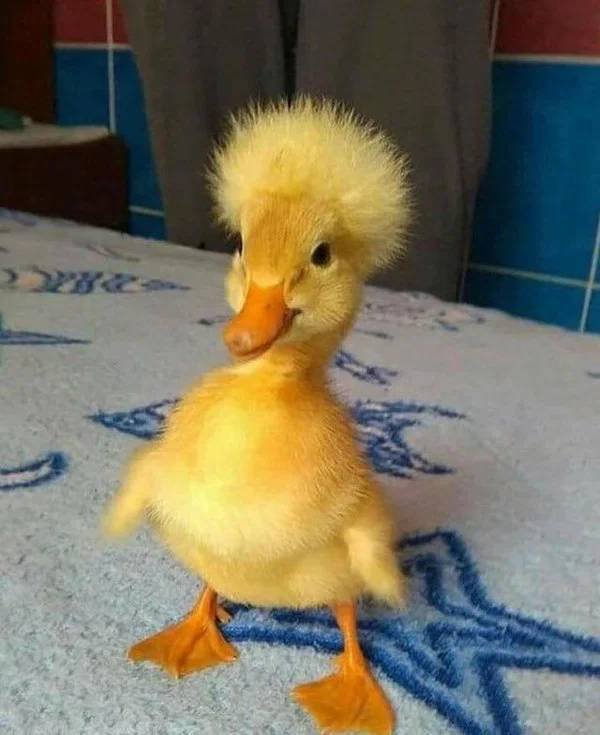 Terrible Haircuts (29 pics)