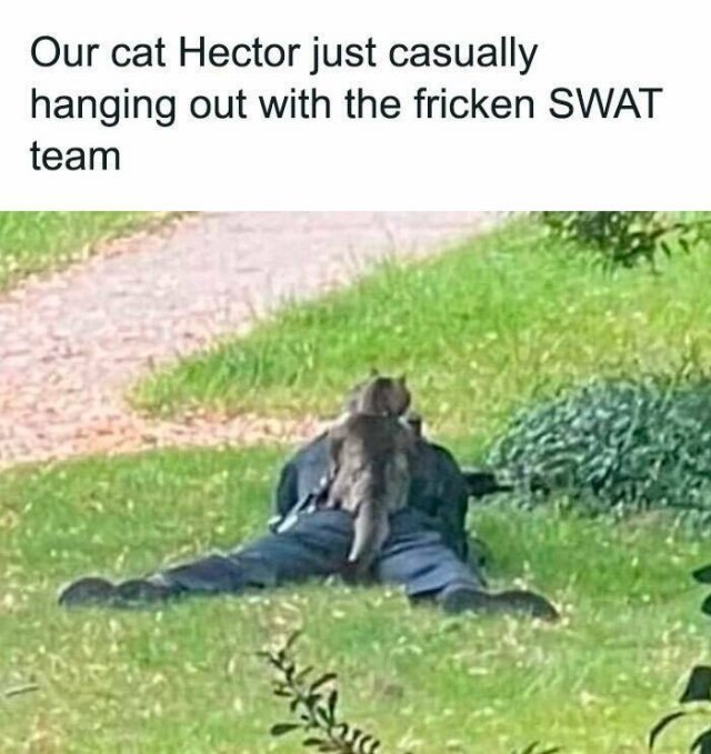Memes With Cats (25 pics)