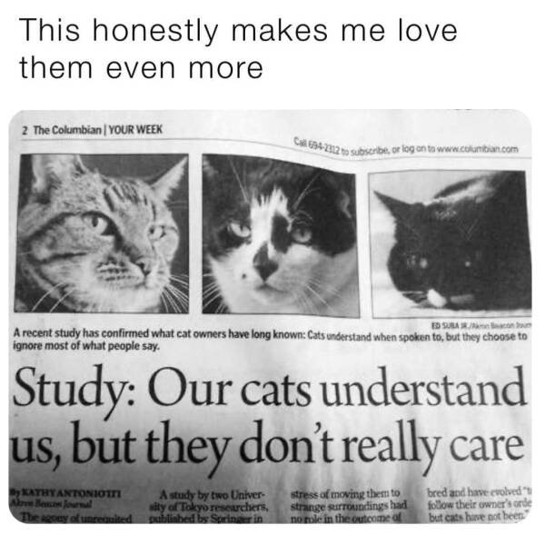 Memes With Cats (25 pics)