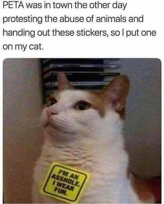 Memes With Cats (25 pics)