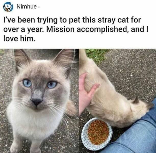 Memes With Cats (25 pics)