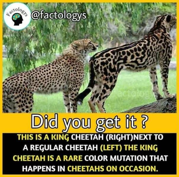 Fascinating Facts (27 pics)